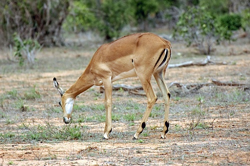 Kenia (396)